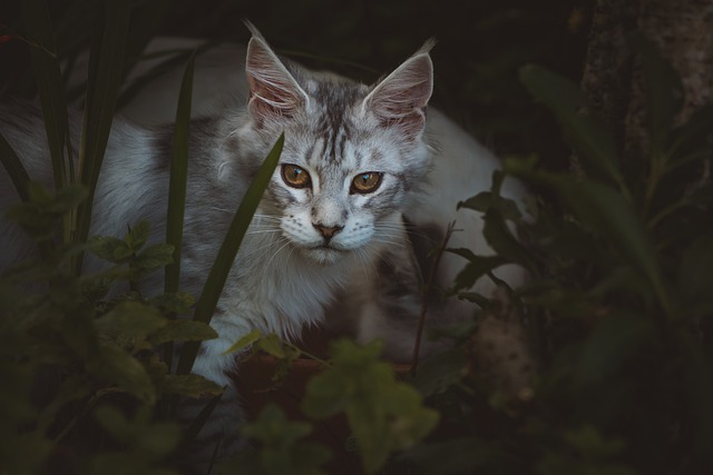Free download cat garden outdoors domestic cat free picture to be edited with GIMP free online image editor
