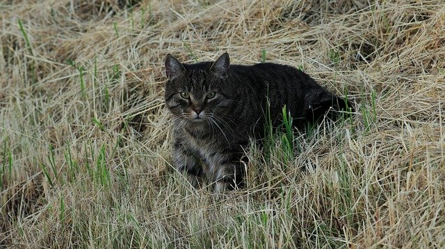 הורדה חינם של Cat Garden Summer - תמונה או תמונה בחינם לעריכה עם עורך התמונות המקוון של GIMP