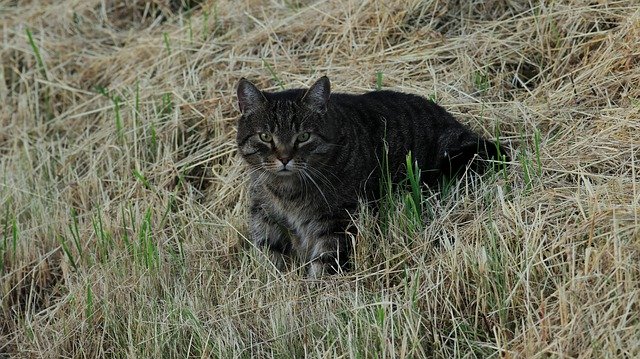 Free download Cat Garden Summer -  free photo or picture to be edited with GIMP online image editor