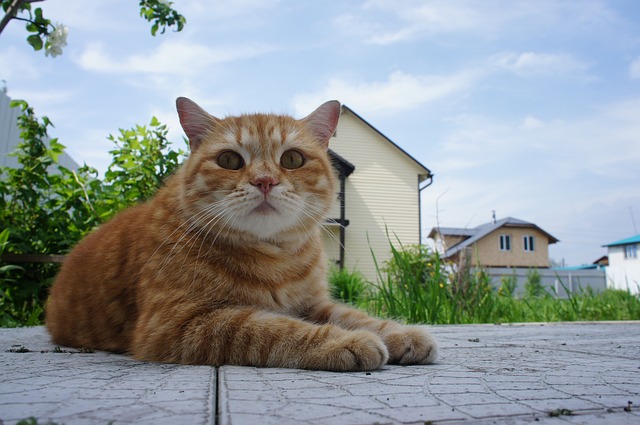 Free download cat ginger striped pet cat face free picture to be edited with GIMP free online image editor