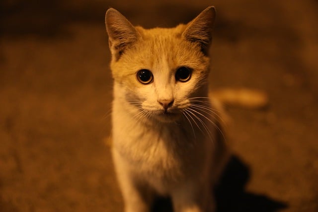 Free download cat ginger whiskers night eyes free picture to be edited with GIMP free online image editor
