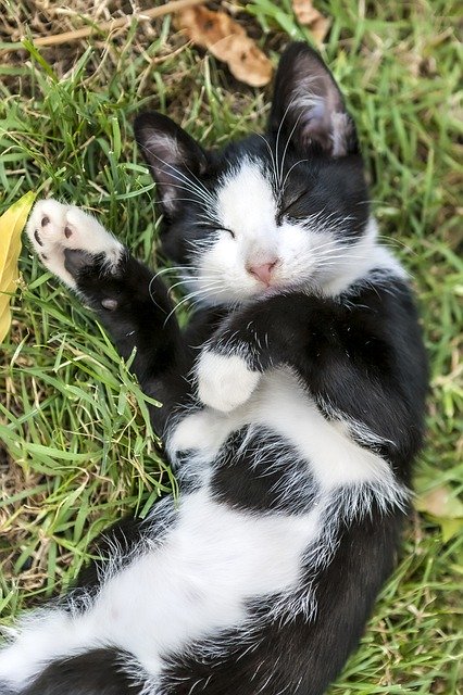 Gratis download Cat Grass Animal - gratis gratis foto of afbeelding om te bewerken met GIMP online afbeeldingseditor