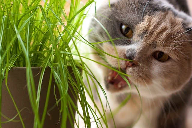 Cat Grass British Shorthair 무료 다운로드 - 무료 사진 또는 김프 온라인 이미지 편집기로 편집할 수 있는 사진