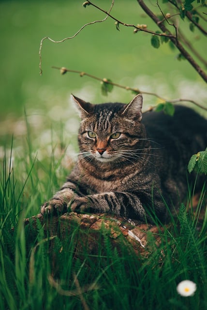 Free download cat grass meadow domestic animal free picture to be edited with GIMP free online image editor