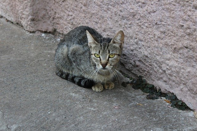 Unduh gratis Cat Grey Animal - foto atau gambar gratis untuk diedit dengan editor gambar online GIMP