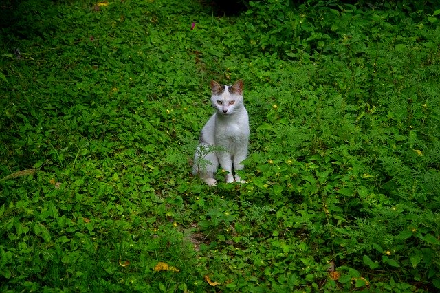 고양이 녹색 동물 무료 다운로드 - 무료 사진 또는 김프 온라인 이미지 편집기로 편집할 사진