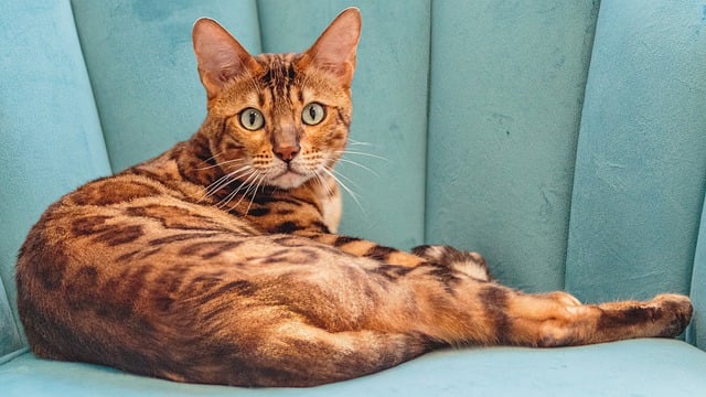 Laden Sie kostenlos ein professionelles Bild zur Fellpflege mit Katzen herunter, das mit dem kostenlosen Online-Bildeditor GIMP bearbeitet werden kann