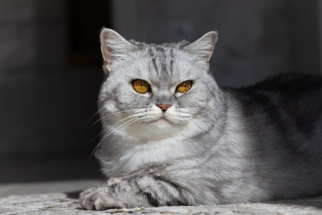 Free download cat grumpy cat silver tabby feline free picture to be edited with GIMP free online image editor