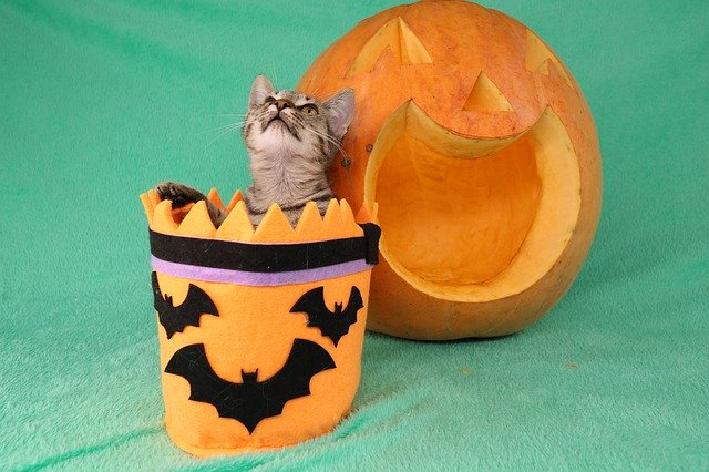 Free download Cat Halloween Pet -  free photo or picture to be edited with GIMP online image editor