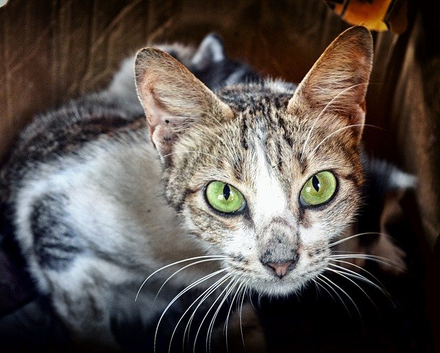 Free download Cat Hdr Animals -  free photo template to be edited with GIMP online image editor