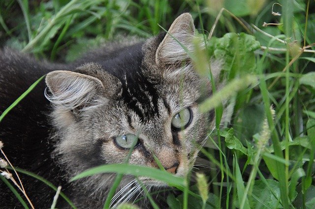 Bezpłatne pobieranie Cat Head - bezpłatne zdjęcie lub obraz do edycji za pomocą internetowego edytora obrazów GIMP