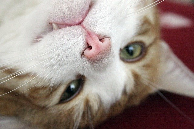 Free download Cat Head Mackerel CatS -  free photo or picture to be edited with GIMP online image editor