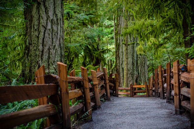 Scarica gratuitamente l'immagine gratuita di Cathedral Grove bc Vancouver Island da modificare con l'editor di immagini online gratuito GIMP