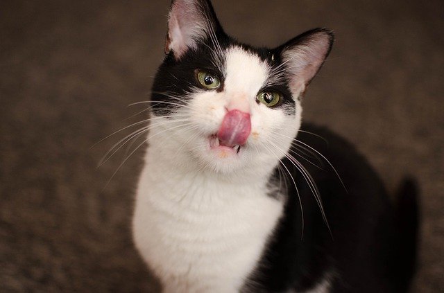 Download gratuito Cat Home Dachowiec: foto o immagine gratuita da modificare con l'editor di immagini online GIMP