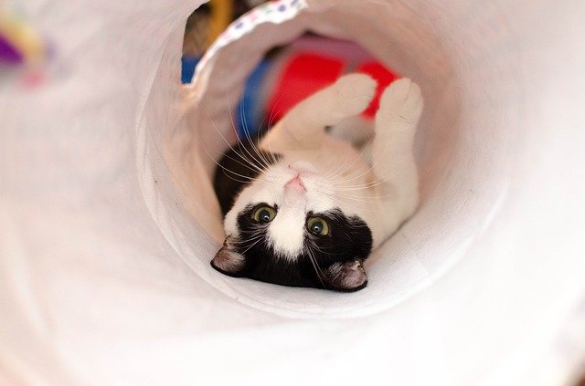Free download Cat Home Tunnel -  free photo or picture to be edited with GIMP online image editor