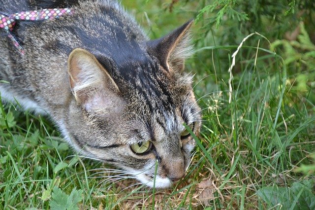 Descarga gratuita Cat Hunting Lurking - foto o imagen gratuita para editar con el editor de imágenes en línea GIMP