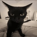 Catificator  screen for extension Chrome web store in OffiDocs Chromium