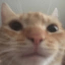 Cat Image Extension  screen for extension Chrome web store in OffiDocs Chromium