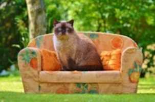 Free download Cat Images free photo or picture to be edited with GIMP online image editor