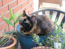 Free download Cat in a Bowl free photo or picture to be edited with GIMP online image editor