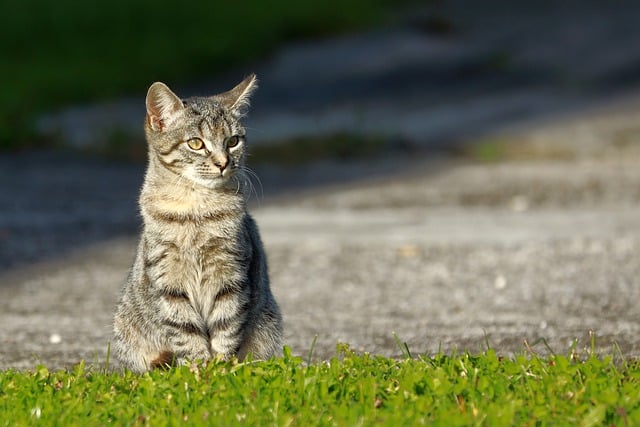 Free download cat increased domestic animal young free picture to be edited with GIMP free online image editor