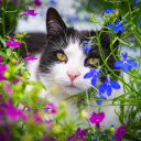 Cat in the flower garden  screen for extension Chrome web store in OffiDocs Chromium