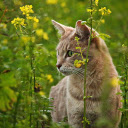 Cat in the garden  screen for extension Chrome web store in OffiDocs Chromium