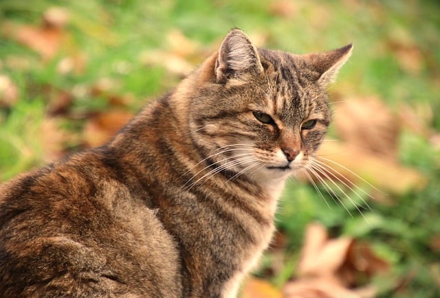 Free download cat in the garden observer mustache free picture to be edited with GIMP free online image editor