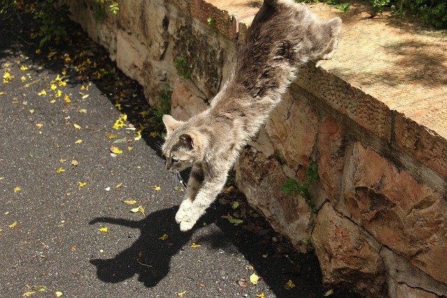 Free download Cat Jumping Leaping -  free free photo or picture to be edited with GIMP online image editor