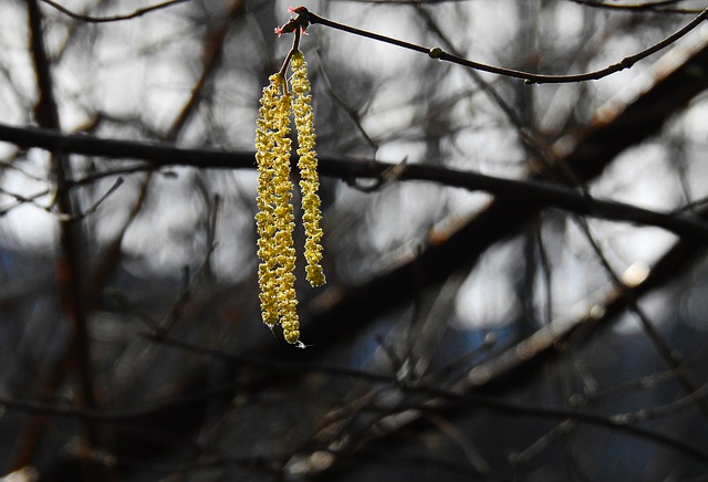 Free download catkin flower seed branch tree free picture to be edited with GIMP free online image editor