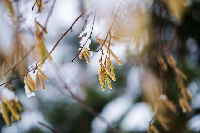 Free download catkins branch snow winter tree free picture to be edited with GIMP free online image editor