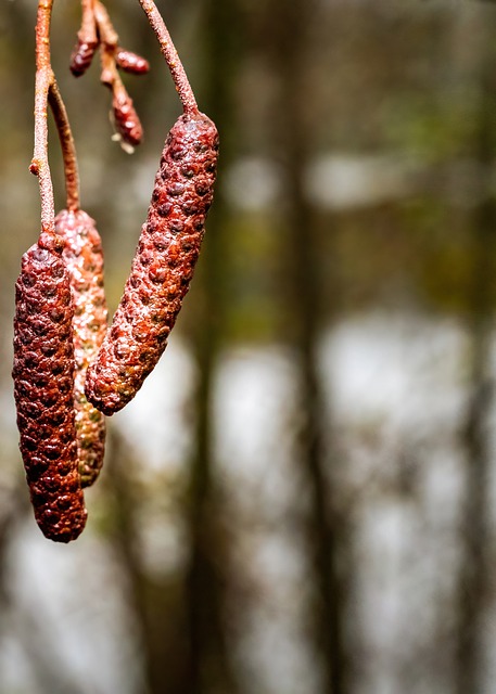 Free download catkins plant nature alder catkins free picture to be edited with GIMP free online image editor