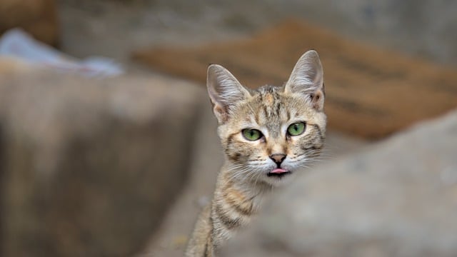 Free download cat kitten animal domestic animal free picture to be edited with GIMP free online image editor