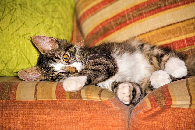 הורדה חינם של חתול חתלתול חיה שוכבת תמונה בחינם לעריכה עם עורך תמונות מקוון חינמי של GIMP