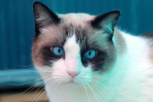 دانلود رایگان عکس سیامی پرتره حیوانات گربه گربه برای ویرایش با ویرایشگر تصویر آنلاین رایگان GIMP