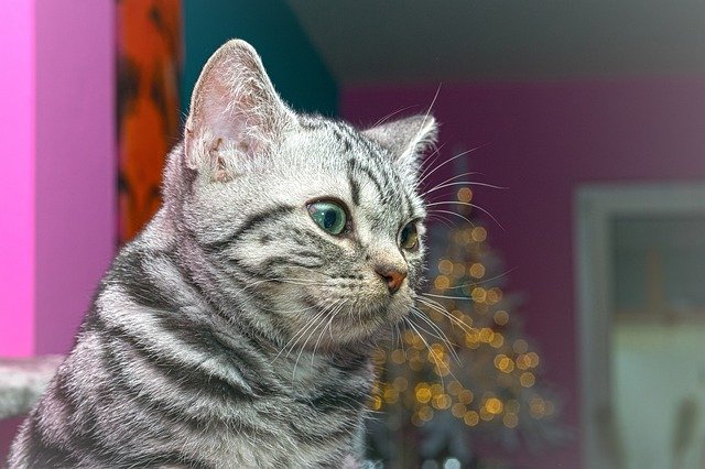 Gratis download Cat Kitten Baby - gratis foto of afbeelding om te bewerken met GIMP online afbeeldingseditor