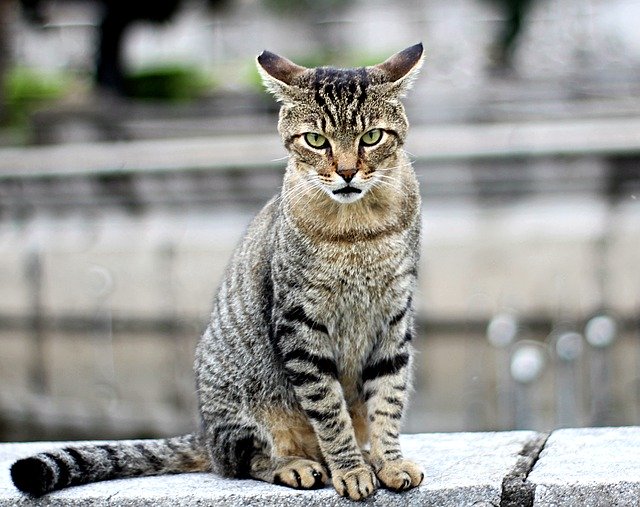 Descărcare gratuită Cat Kitten Beautiful - fotografie sau imagini gratuite pentru a fi editate cu editorul de imagini online GIMP
