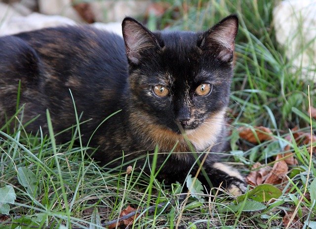 Download gratuito Cat Kitten Colourful: foto o immagine gratuita da modificare con l'editor di immagini online GIMP