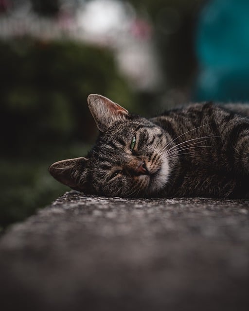 Free download cat kitten cute sleepy tired pet free picture to be edited with GIMP free online image editor