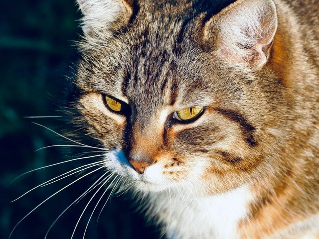 Descărcare gratuită Cat Kitten Domestic - fotografie sau imagini gratuite pentru a fi editate cu editorul de imagini online GIMP