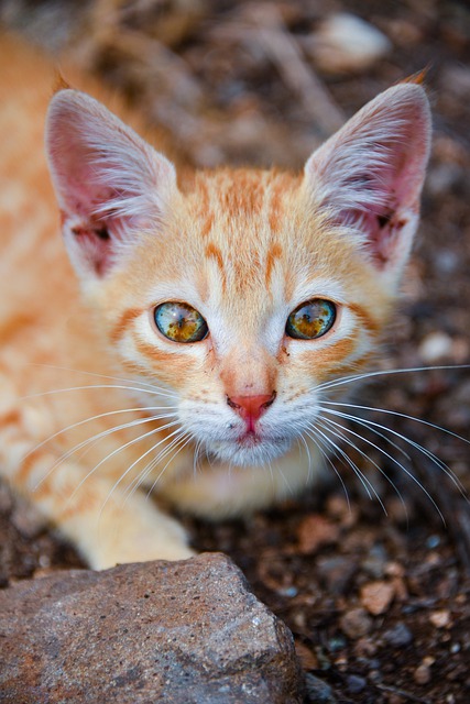 Free download cat kitten eyes pet funny kitty free picture to be edited with GIMP free online image editor