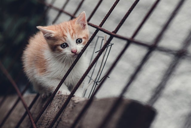 Free download cat kitten feline mammal puppy free picture to be edited with GIMP free online image editor