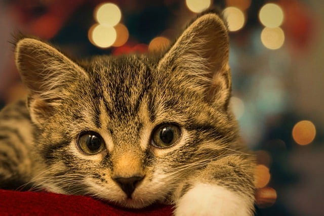 Free download cat kitten feline pet close up free picture to be edited with GIMP free online image editor