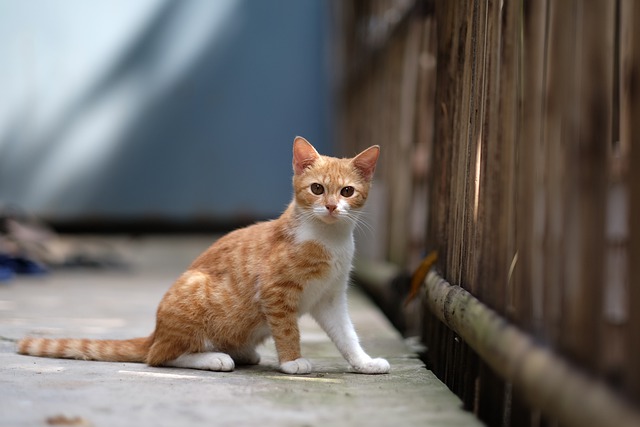 Free download cat kitten feline whiskers mammal free picture to be edited with GIMP free online image editor