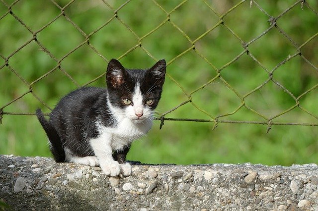 Unduh gratis Cat Kitten Fence - foto atau gambar gratis untuk diedit dengan editor gambar online GIMP