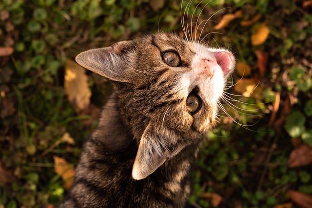 Descărcare gratuită pisică pisoi blană iarbă pisică toamnă imagine gratuită pentru a fi editată cu editorul de imagini online gratuit GIMP