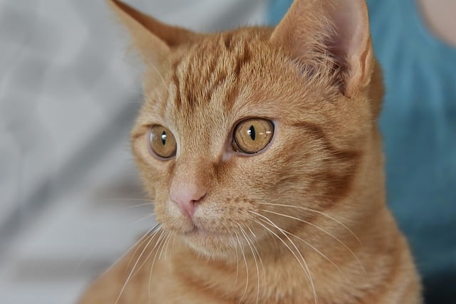 Free download cat kitten ginger cat cat look pet free picture to be edited with GIMP free online image editor
