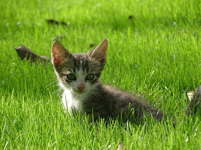 Free download Cat Kitten Grass -  free photo or picture to be edited with GIMP online image editor