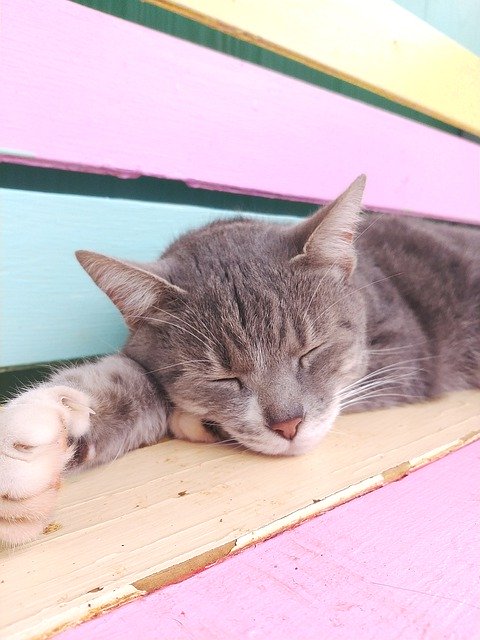 Bezpłatne pobieranie Cat Kitten Kitty Sleeping - bezpłatne zdjęcie lub obraz do edycji za pomocą internetowego edytora obrazów GIMP