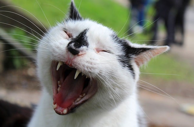 Free download cat kitten kitty yawn funny happy free picture to be edited with GIMP free online image editor